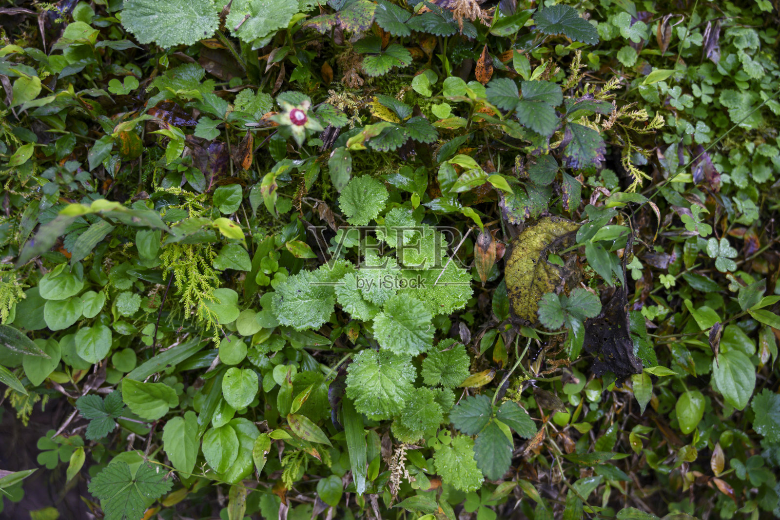 野生植物表面照片摄影图片