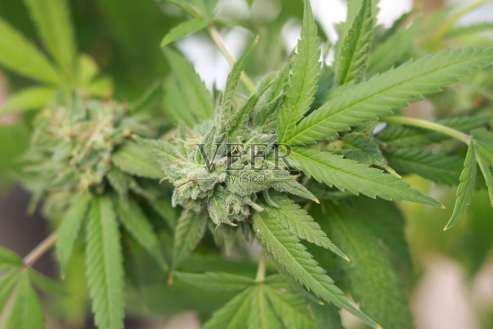 被阳光照射的野生大麻植物。有机大麻植物。医用大麻产品。浅背景配大麻叶。浅景深。有选择性的重点。照片摄影图片