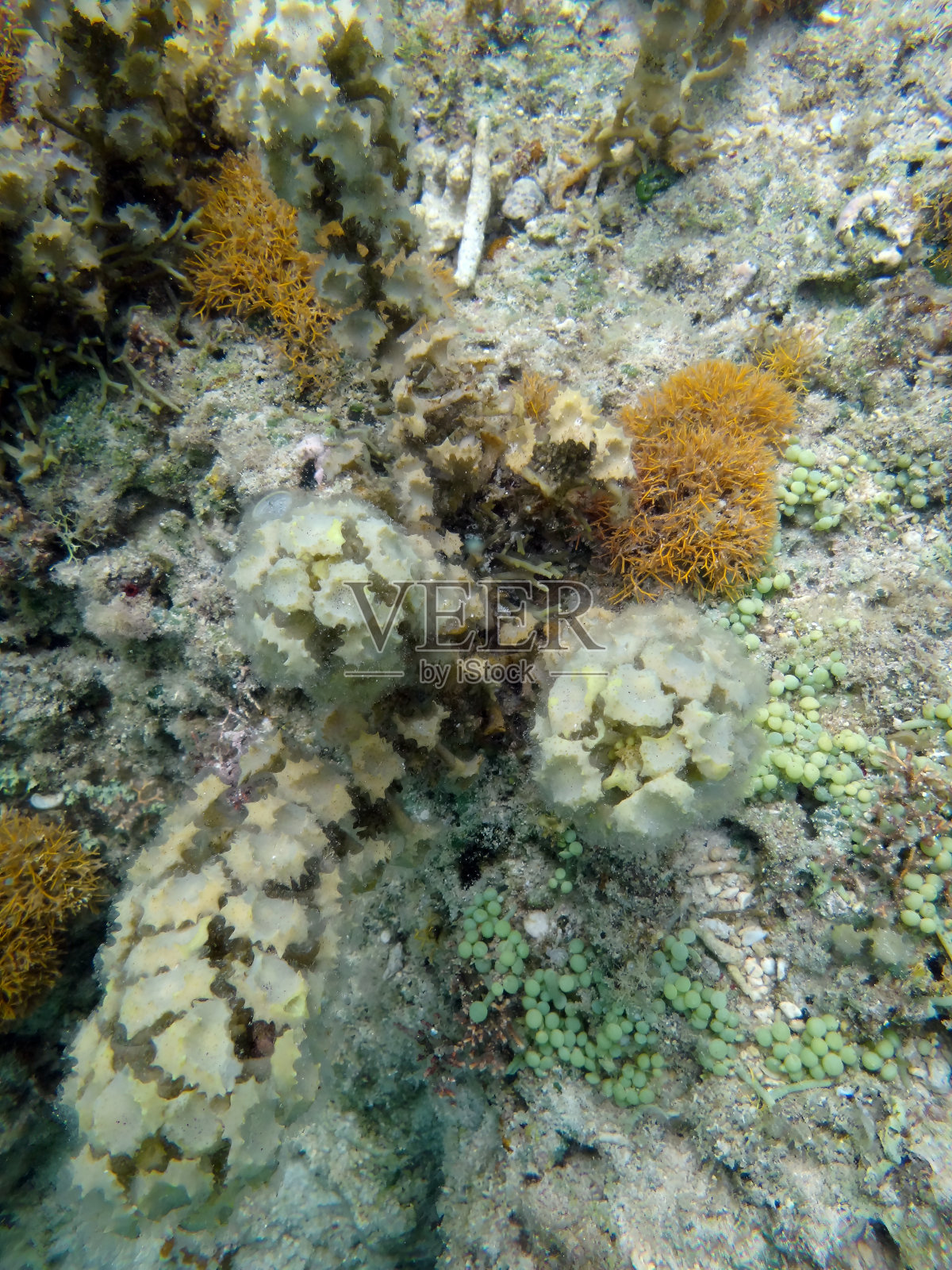 珊瑚礁海底的海藻群落照片摄影图片