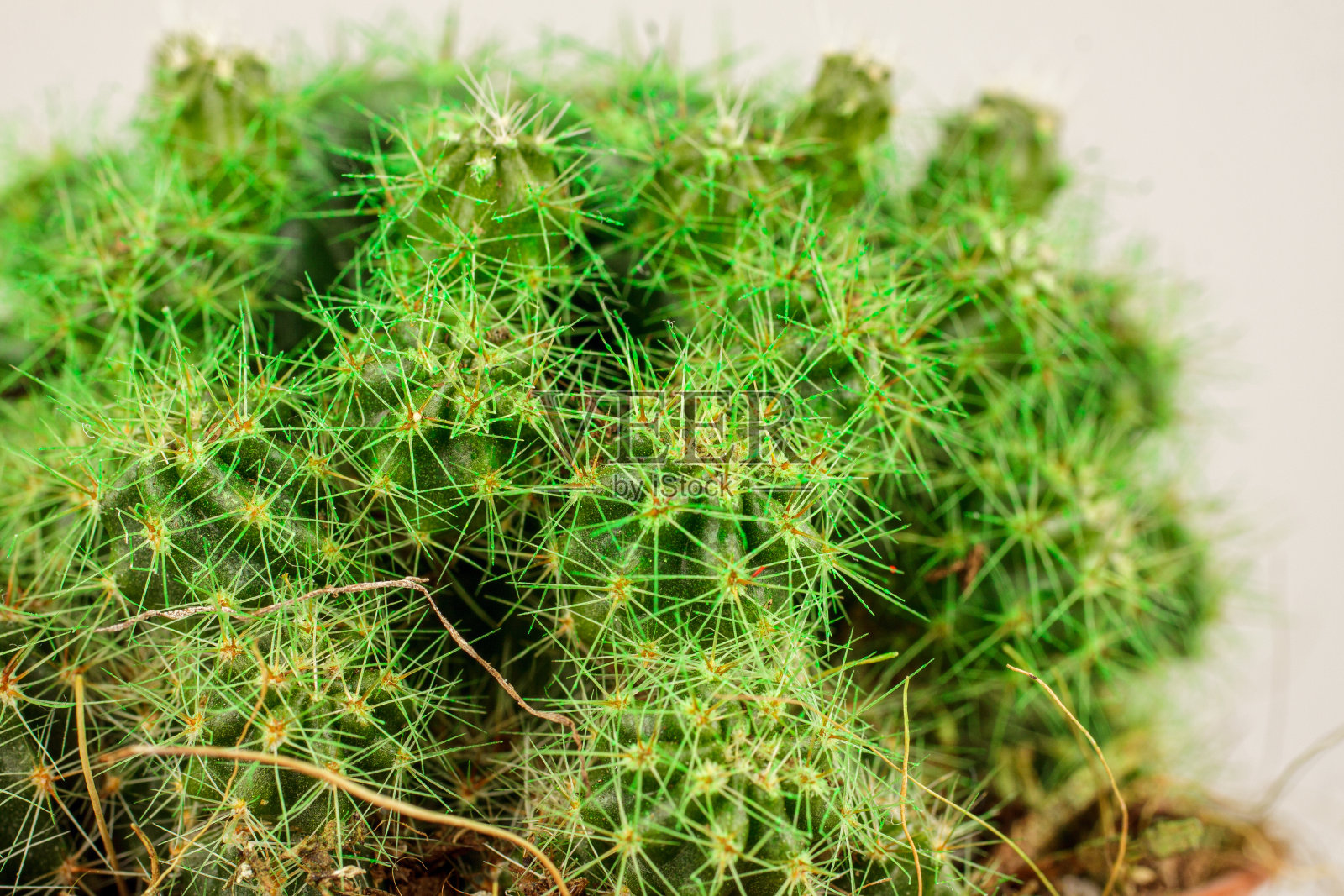 仙人掌植物，自制盆栽，多汁，特写宏观照片摄影图片