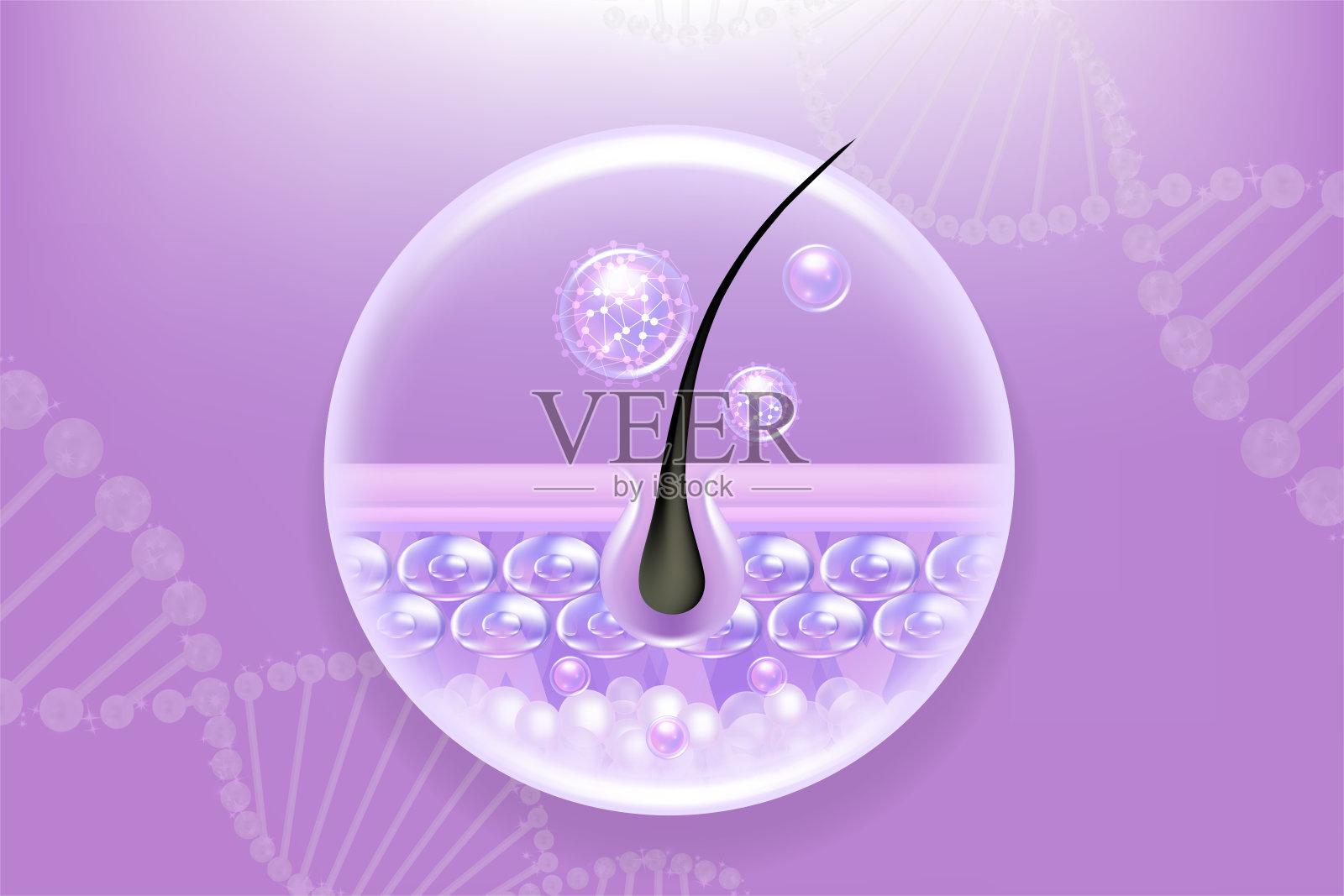 透明质酸头发和皮肤的解决方案广告，紫色胶原蛋白血清下降在皮肤细胞与化妆品广告背景准备使用，插图矢量。插画图片素材