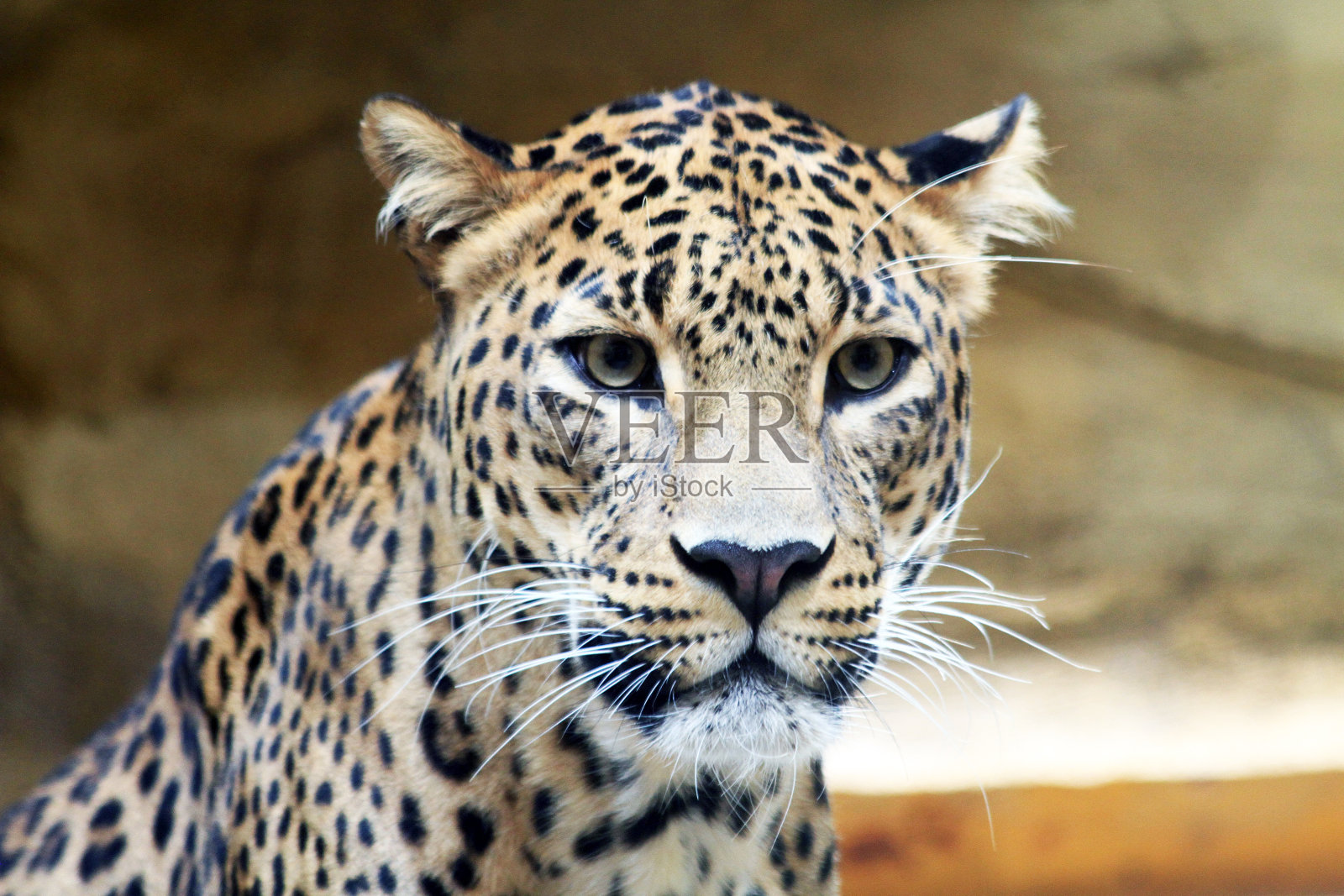 斯里兰卡豹照片摄影图片