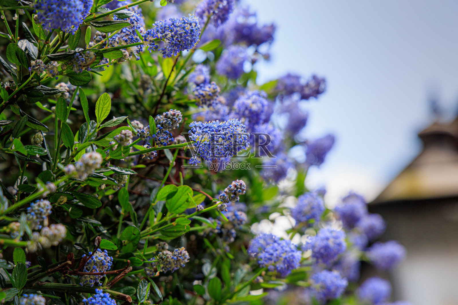 阳光下盛开的蓝色海龙花照片摄影图片