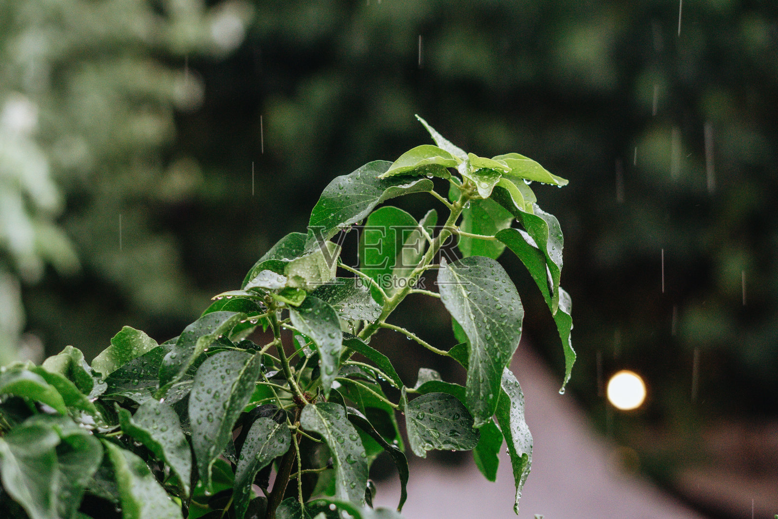 雨滴落在绿叶上照片摄影图片