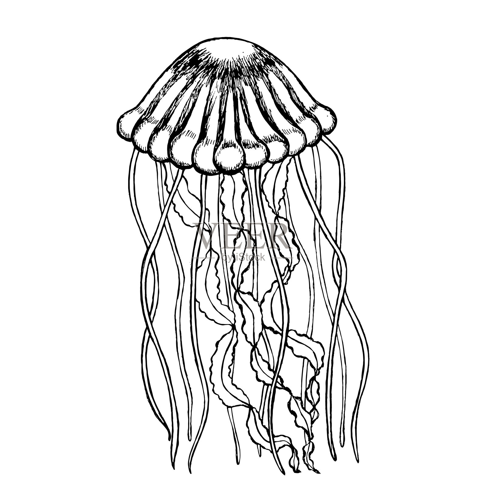 创意现代设计水母。画线。矢量插图。插画图片素材