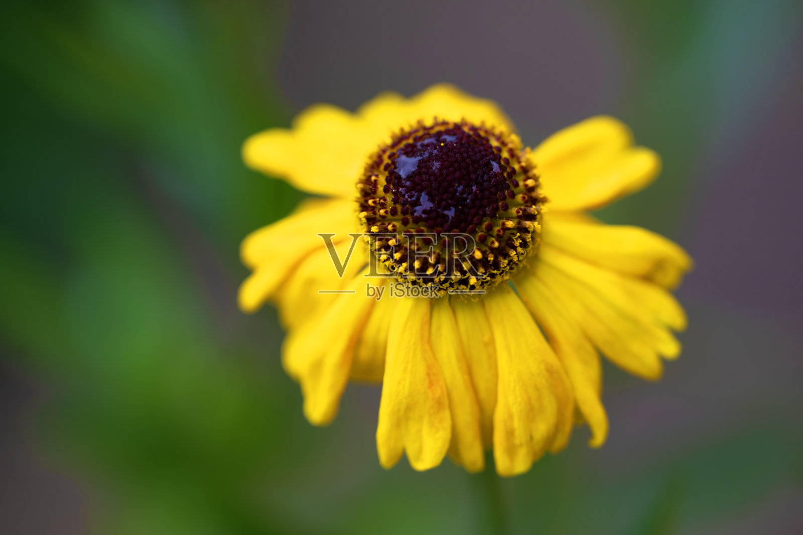 Helenium 'Can Can' Flower Macro。照片摄影图片