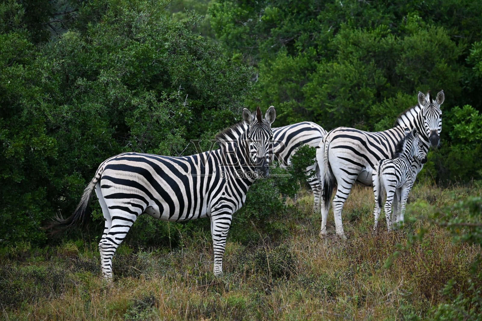 南非阿多国家公园的两只斑马照片摄影图片