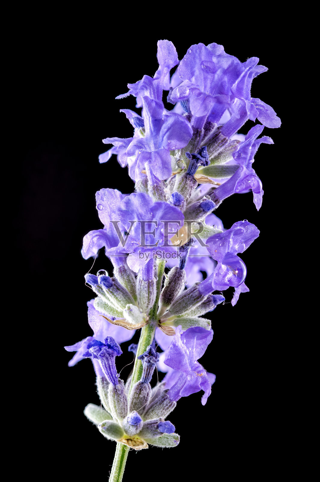 黑色背景上盛开的薰衣草色照片摄影图片