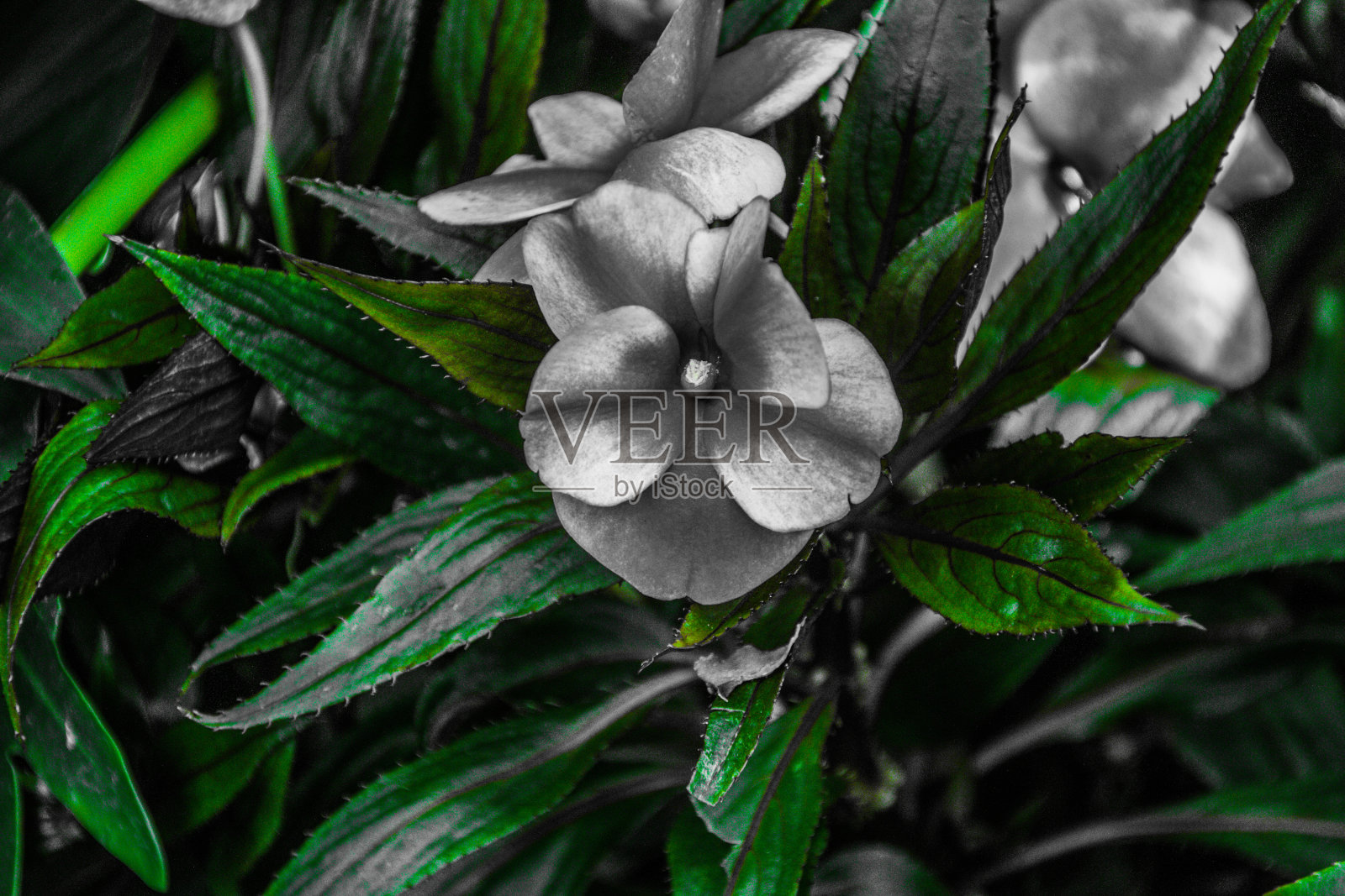 色彩对比花照片摄影图片