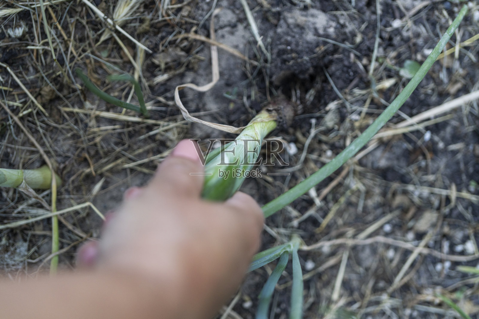 从花园里摘蔬菜照片摄影图片