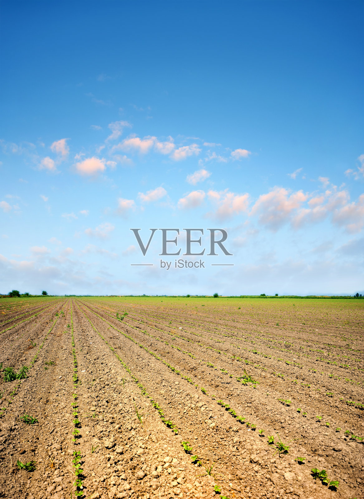 大片耕过的田地，晴朗天空下的乡村风光照片摄影图片