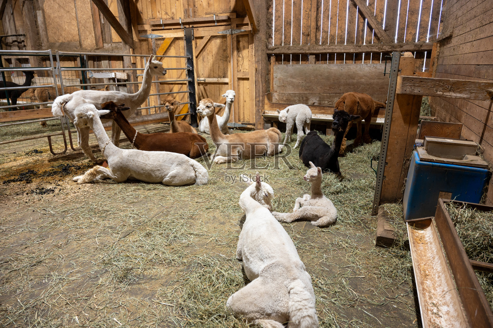 羊驼在谷仓里休息照片摄影图片