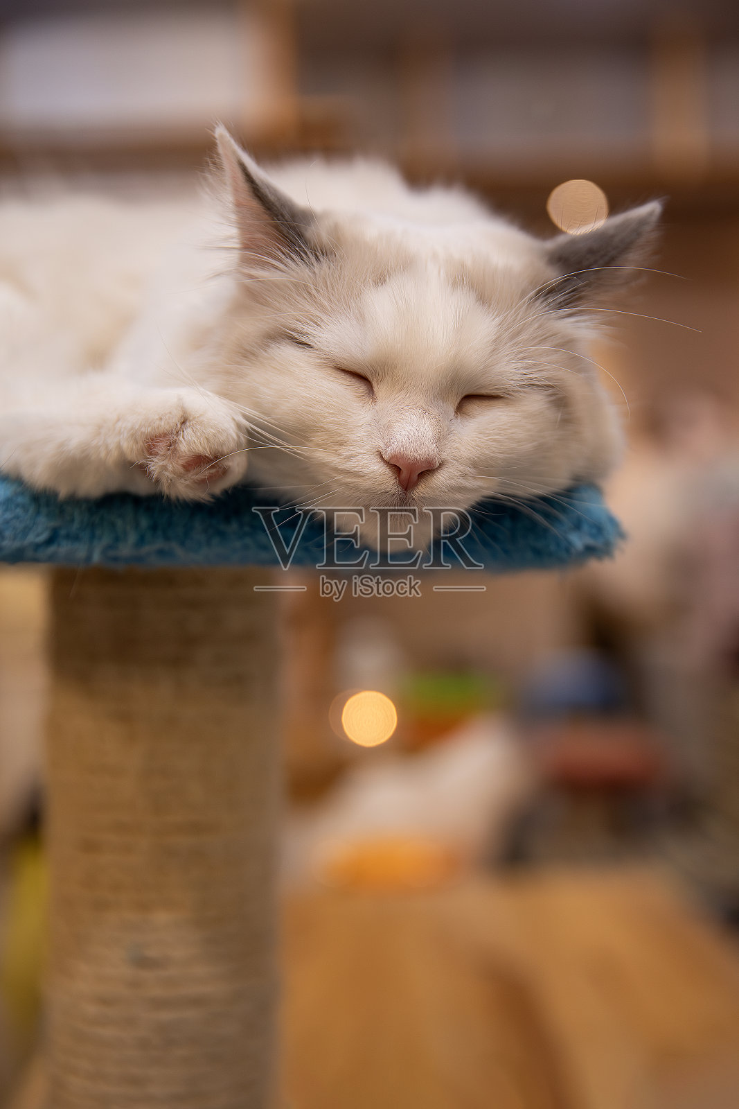 宠物照片摄影图片