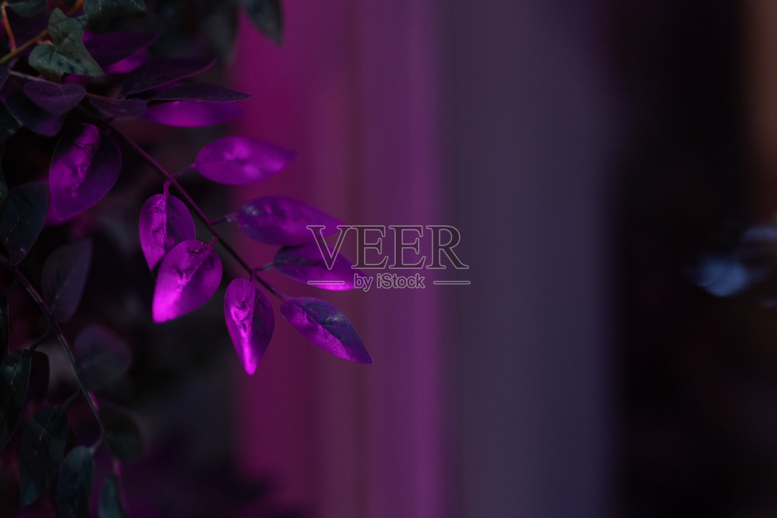 叶子在粉红色的光，夜，灯照片摄影图片