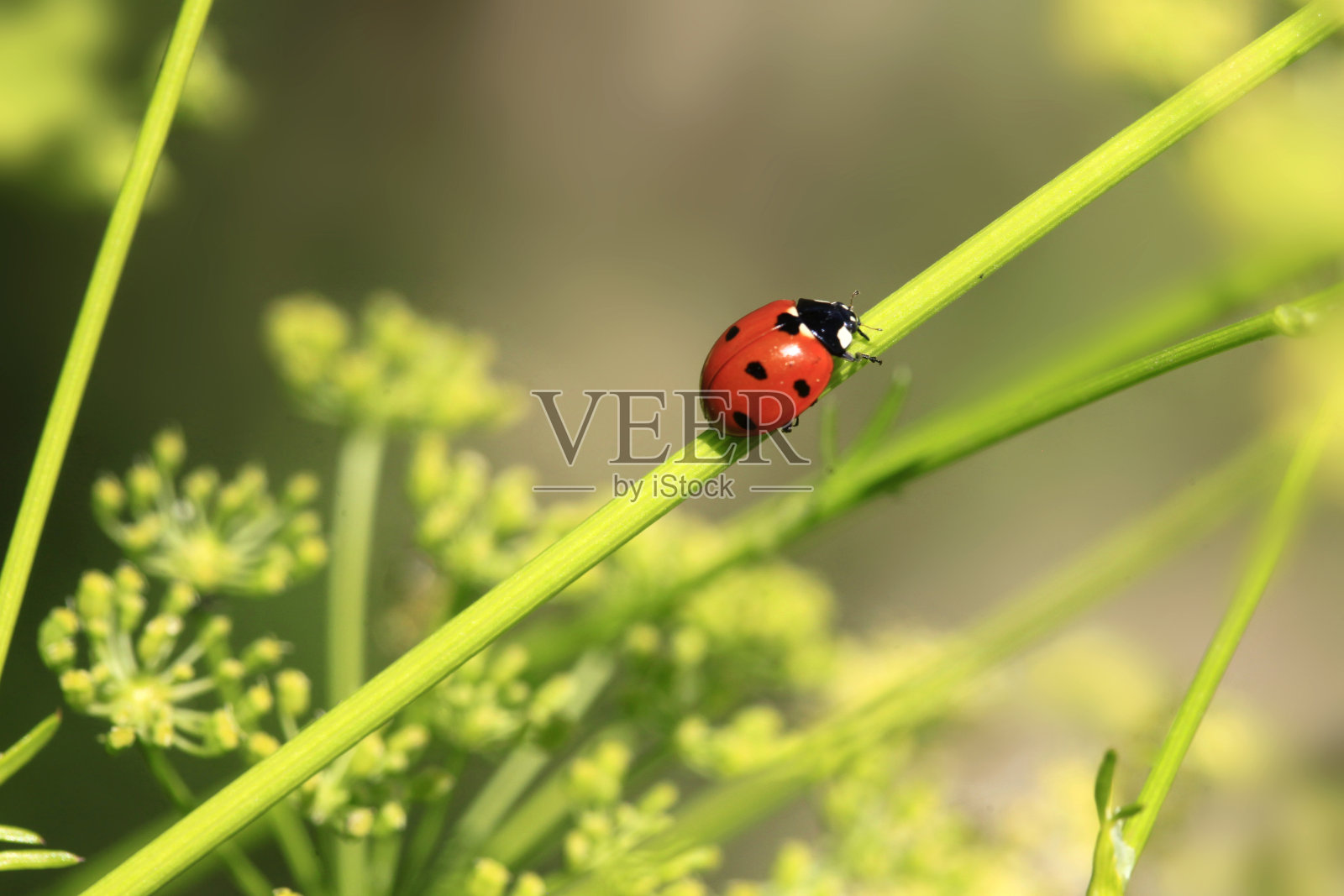 夏天花园里五颜六色的虫子照片摄影图片