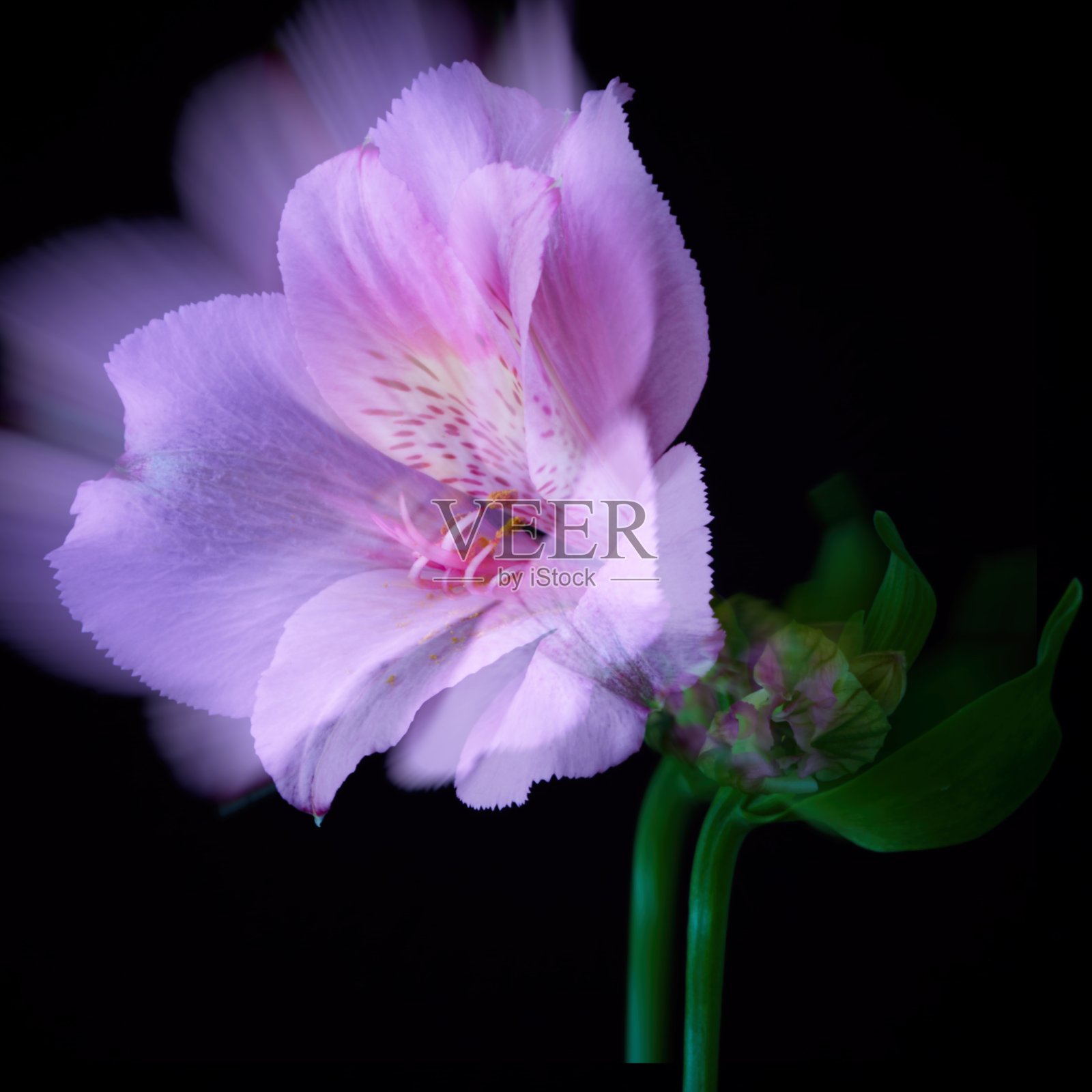 生长在黑色背景上的桤木花照片摄影图片