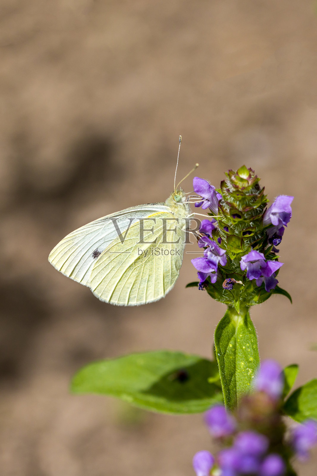 一只大白菜白蝴蝶在蓝色的阳光下卷曲照片摄影图片