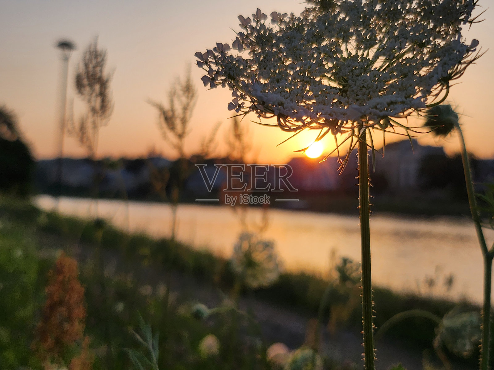 白色的花。照片摄影图片