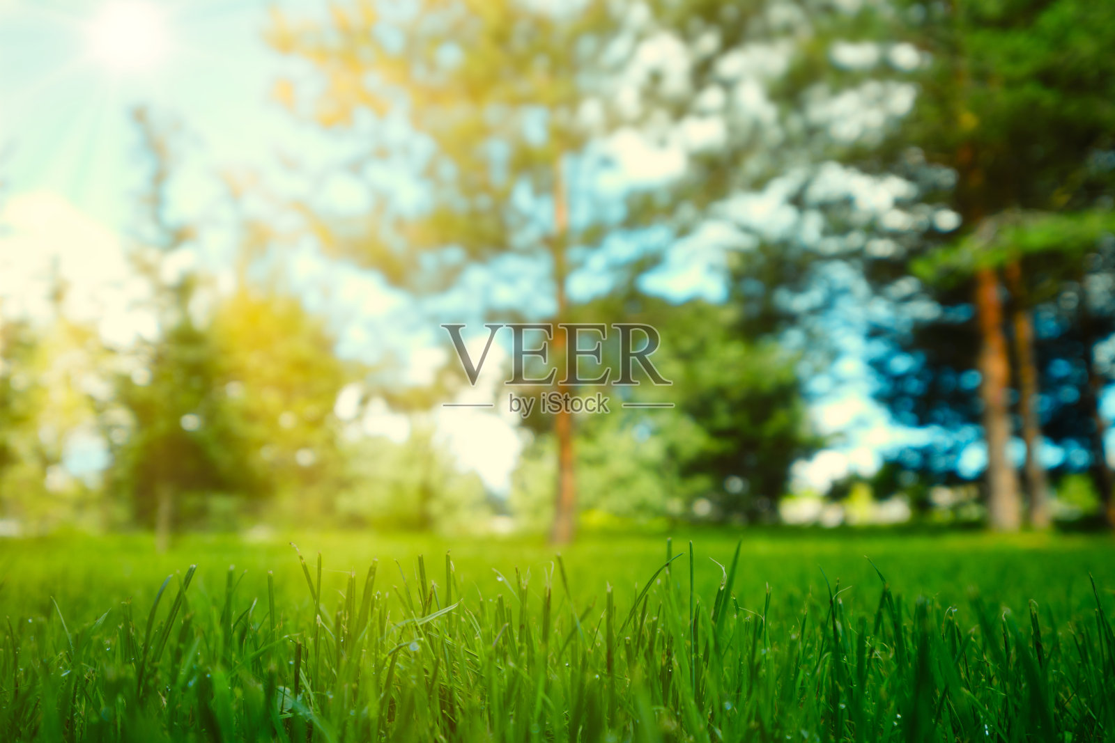 森林草地上的日出照片摄影图片