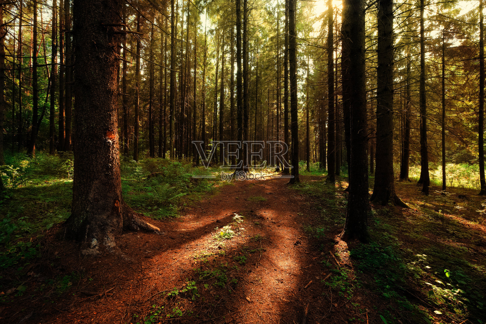 清晨的森林深处，阳光普照照片摄影图片
