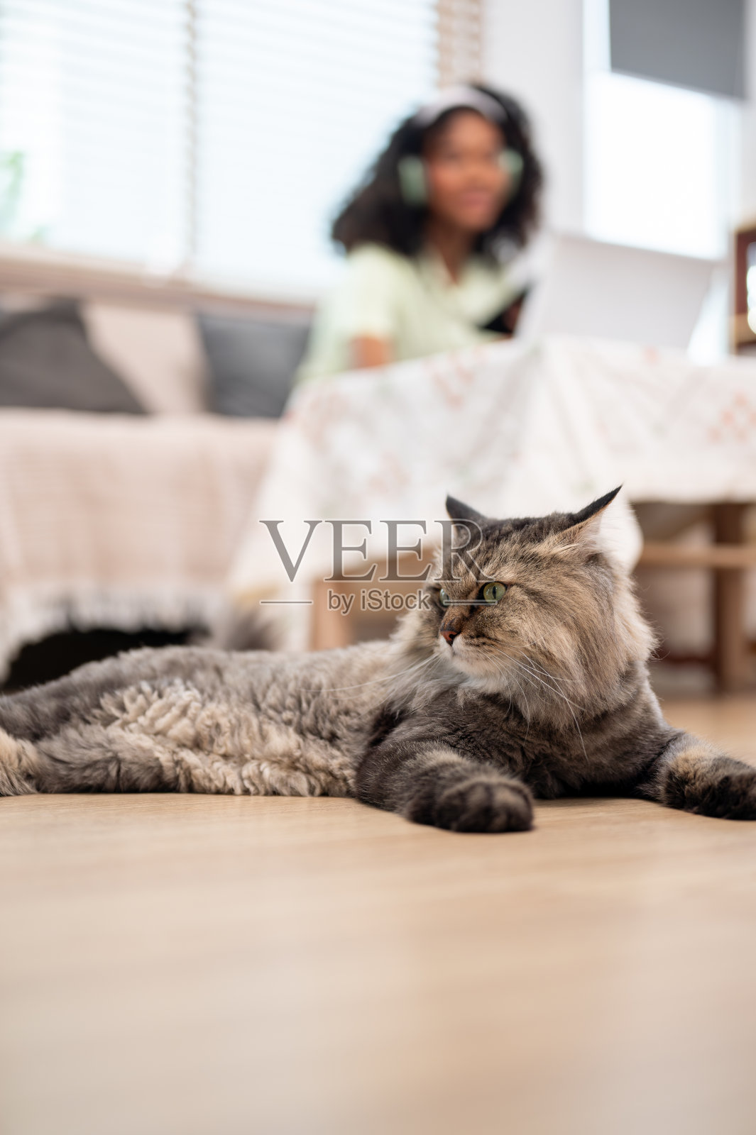 一只可爱的猫躺在客厅的地板上，而它的主人正在沙发上工作。照片摄影图片