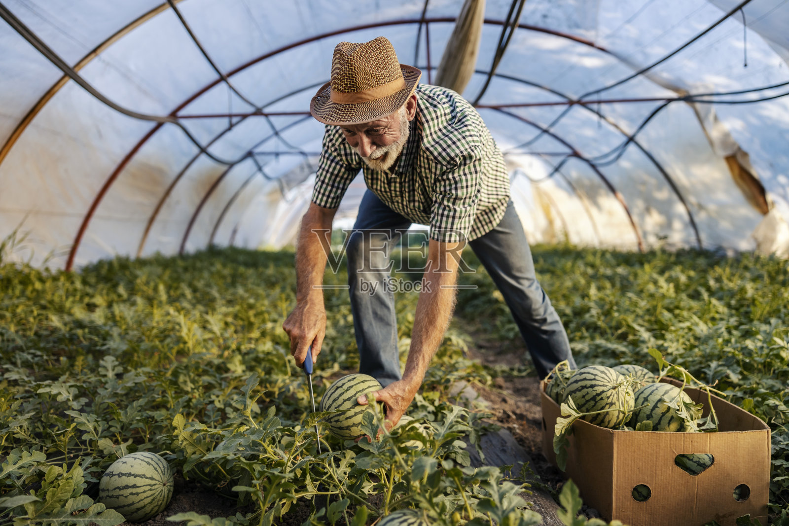 笑容可掬的农民站在温室里收获成熟的西瓜。照片摄影图片