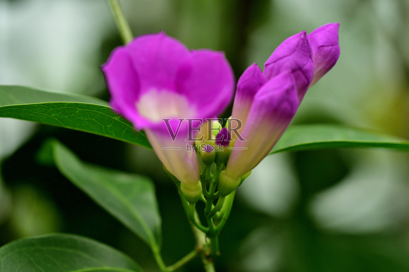 大蒜藤:令人愉快的攀缘植物，有一簇簇美丽的粉红色花朵照片摄影图片