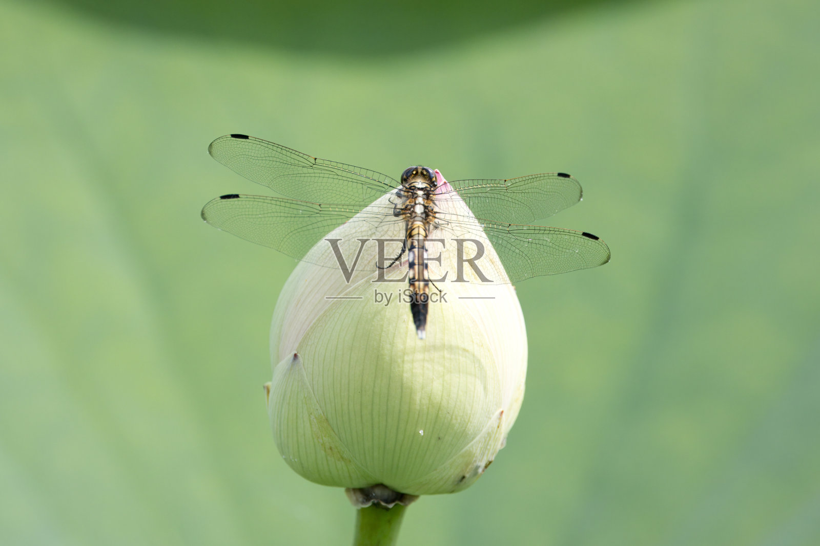 莲花花蕾上常见的掠食者。照片摄影图片