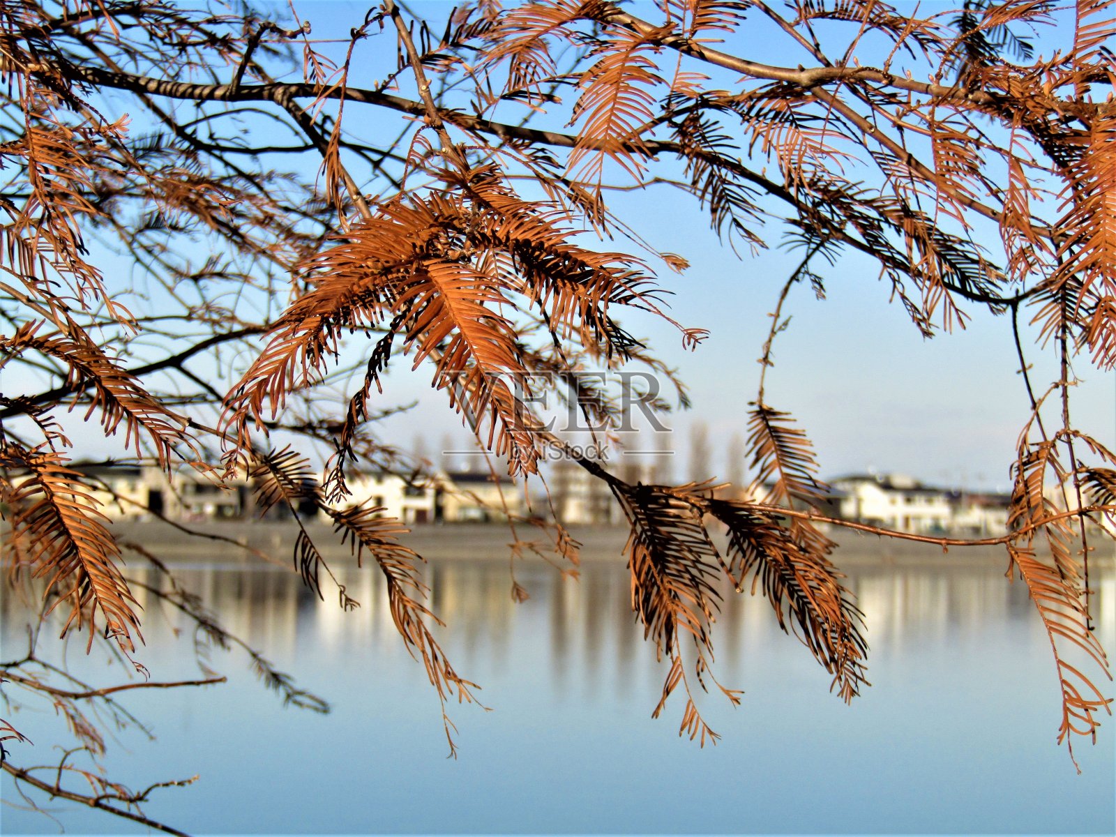 日本。12月。在湖边。照片摄影图片