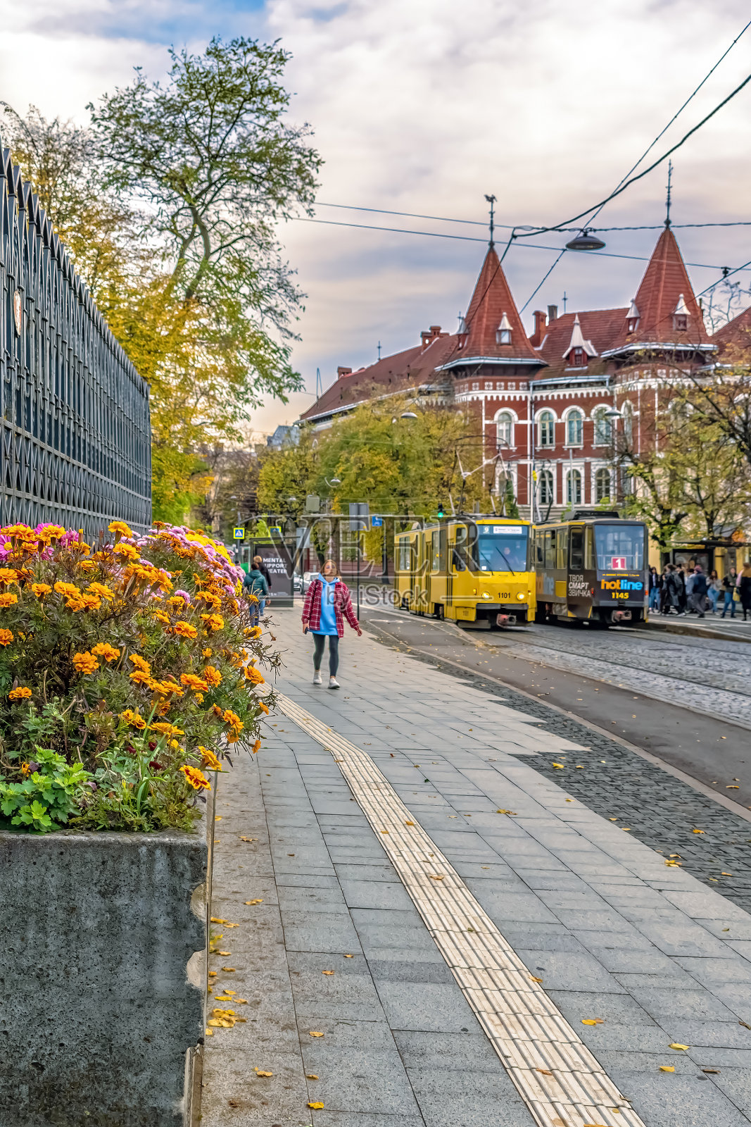 利沃夫的城市花坛上盛开着万寿菊，背景是秋天的Stepana Bandery街，街上有旧电车和古建筑照片摄影图片