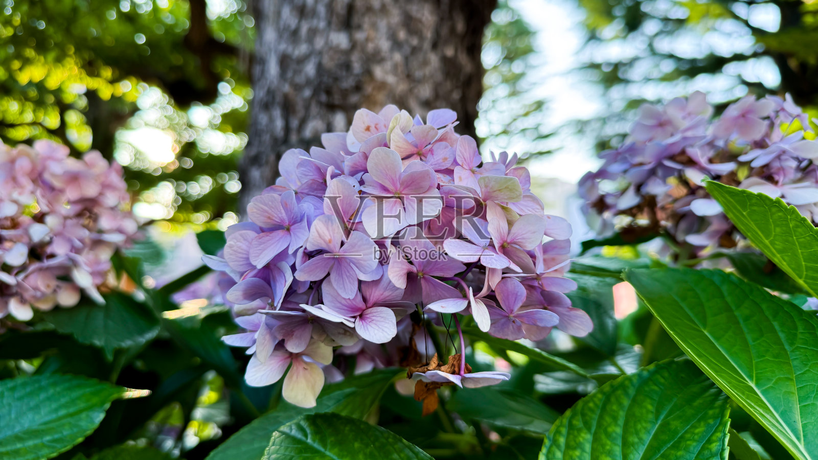 东京的美景照片摄影图片