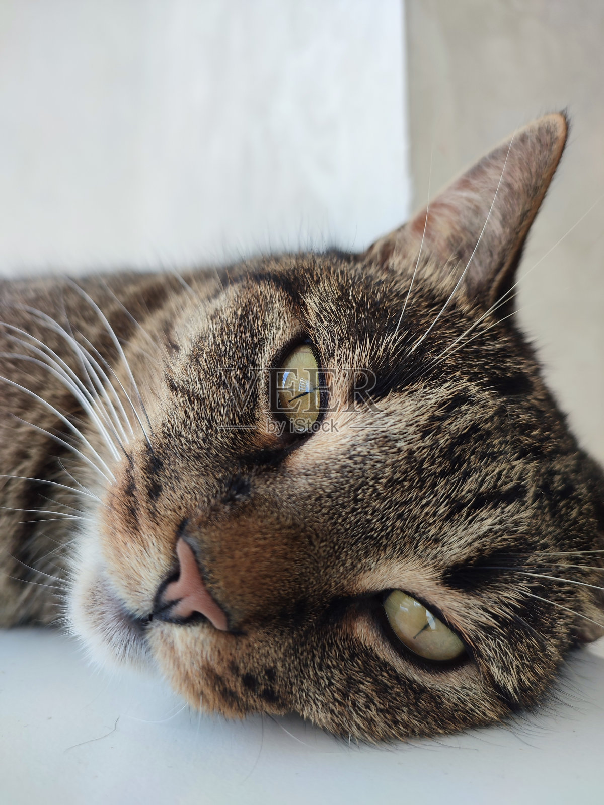 猫肖像黄眼睛闭上照片摄影图片