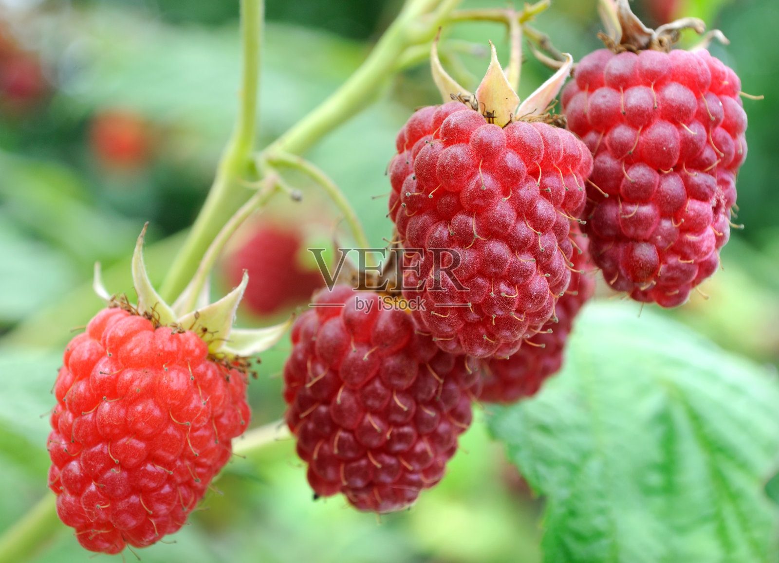 成熟的覆盆子树枝特写照片摄影图片