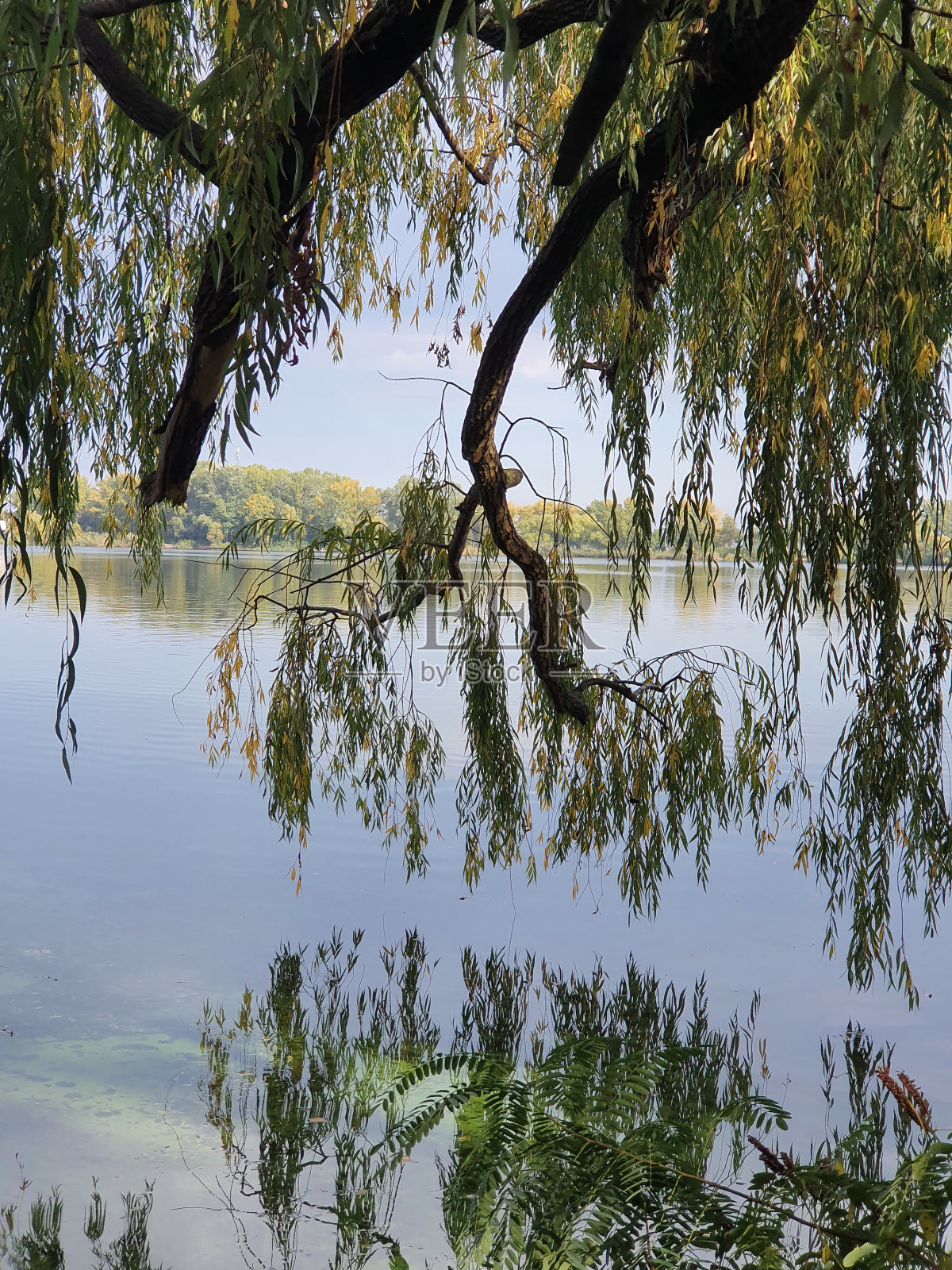 柳树照片摄影图片