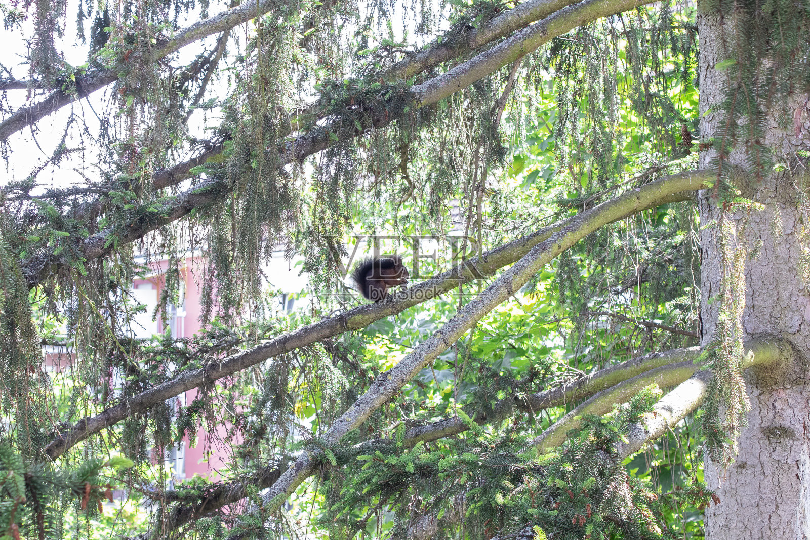 狐狸松鼠在树上。阳光明媚的日子里，一只敏捷的松鼠在树上吃东西照片摄影图片