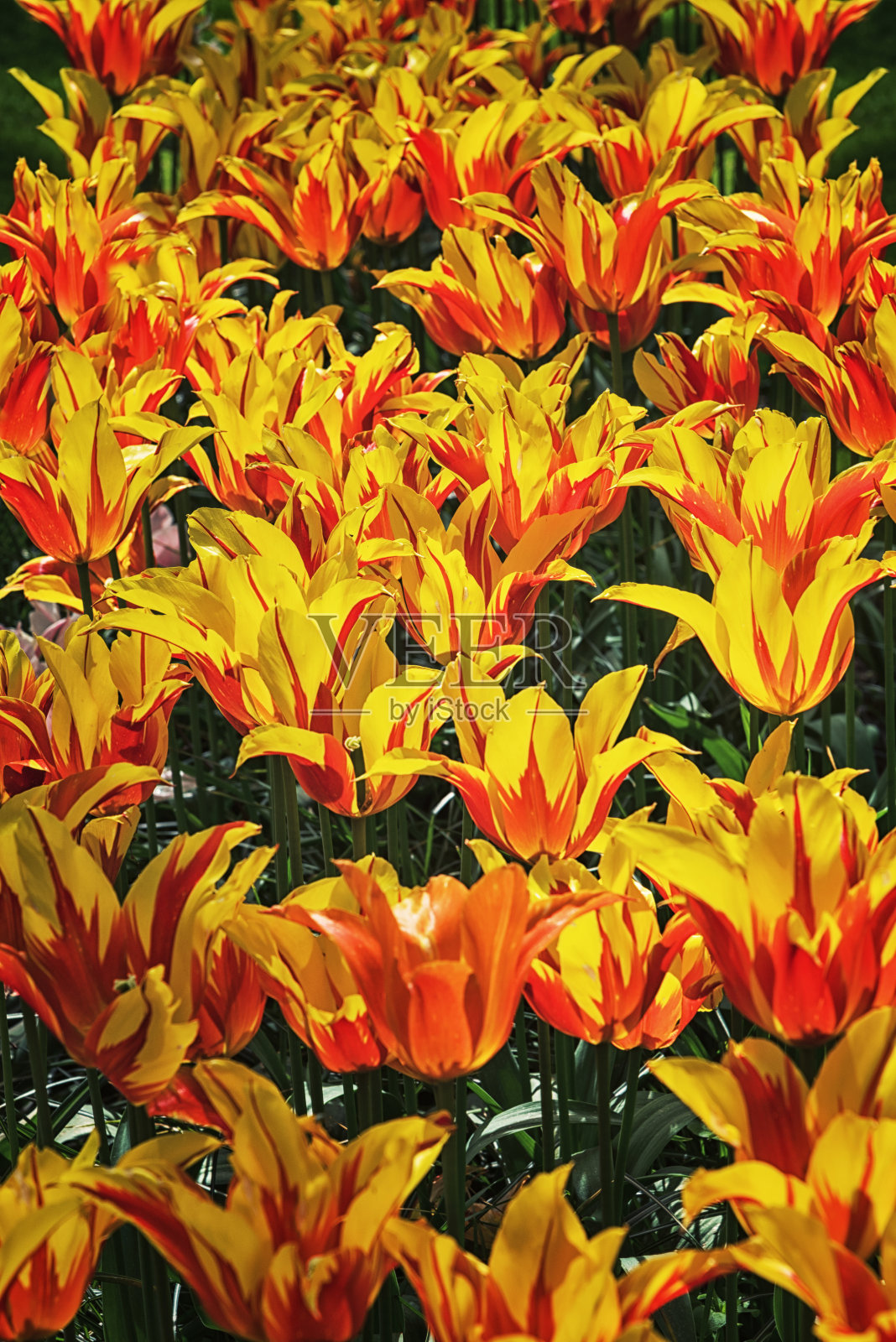 在荷兰的一个公园里，异国情调的盛开的郁金香品种“火翼”。春天的风景照片摄影图片