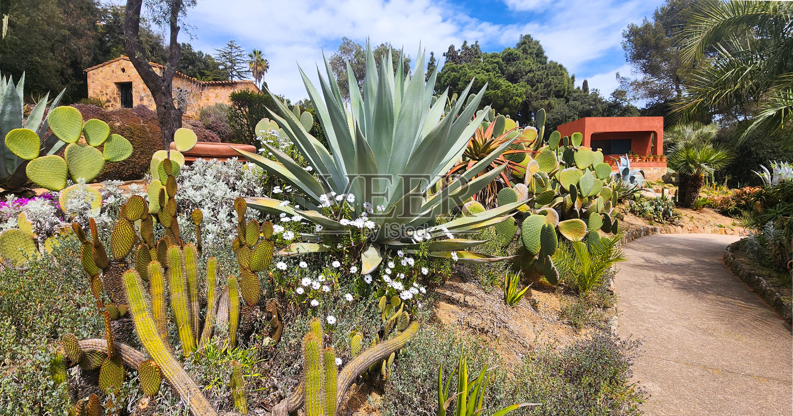 大的蓝色龙舌兰在各种仙人掌、仙人掌和其他植物的花坛中。照片摄影图片