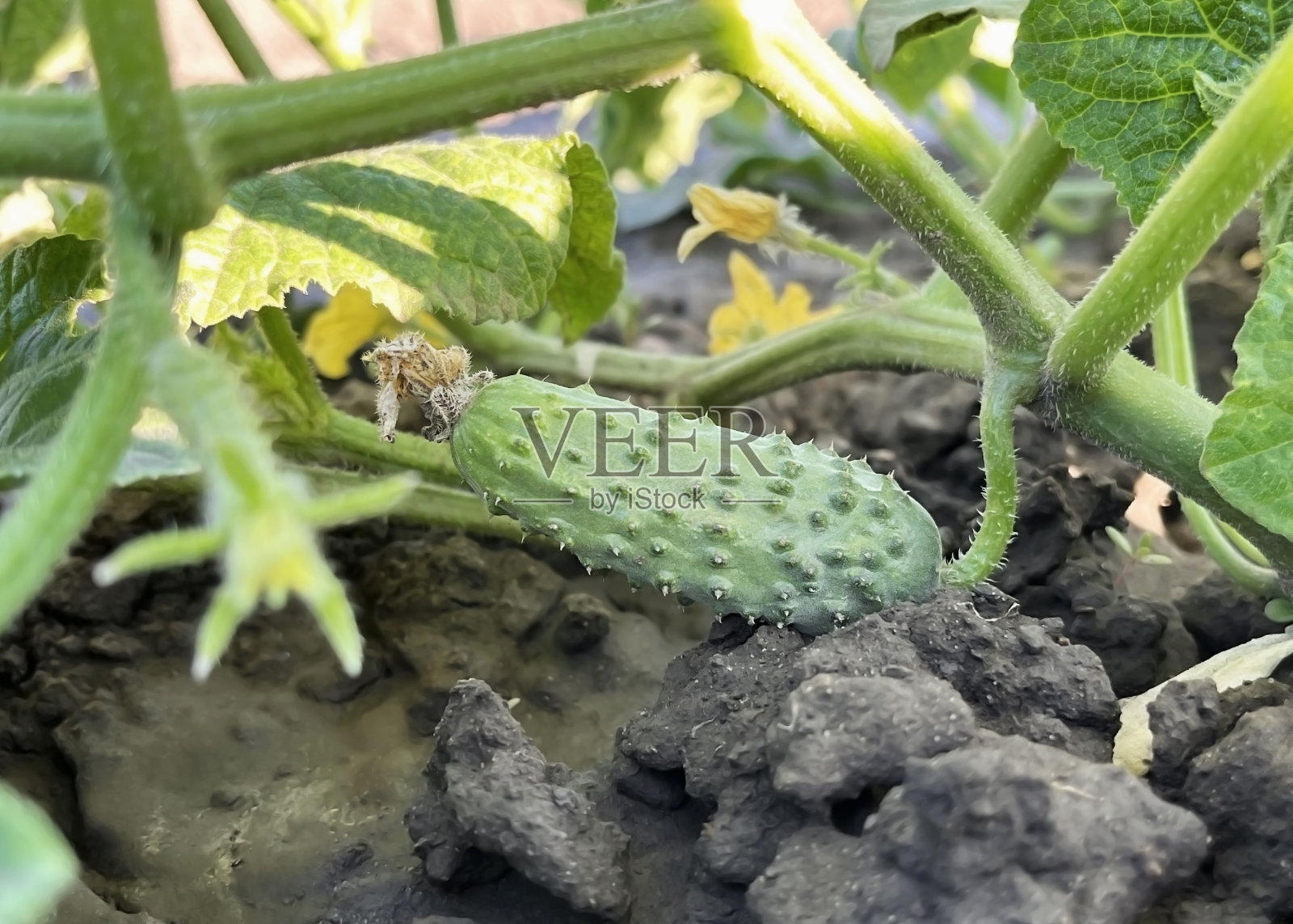 菜园里的黄瓜照片摄影图片