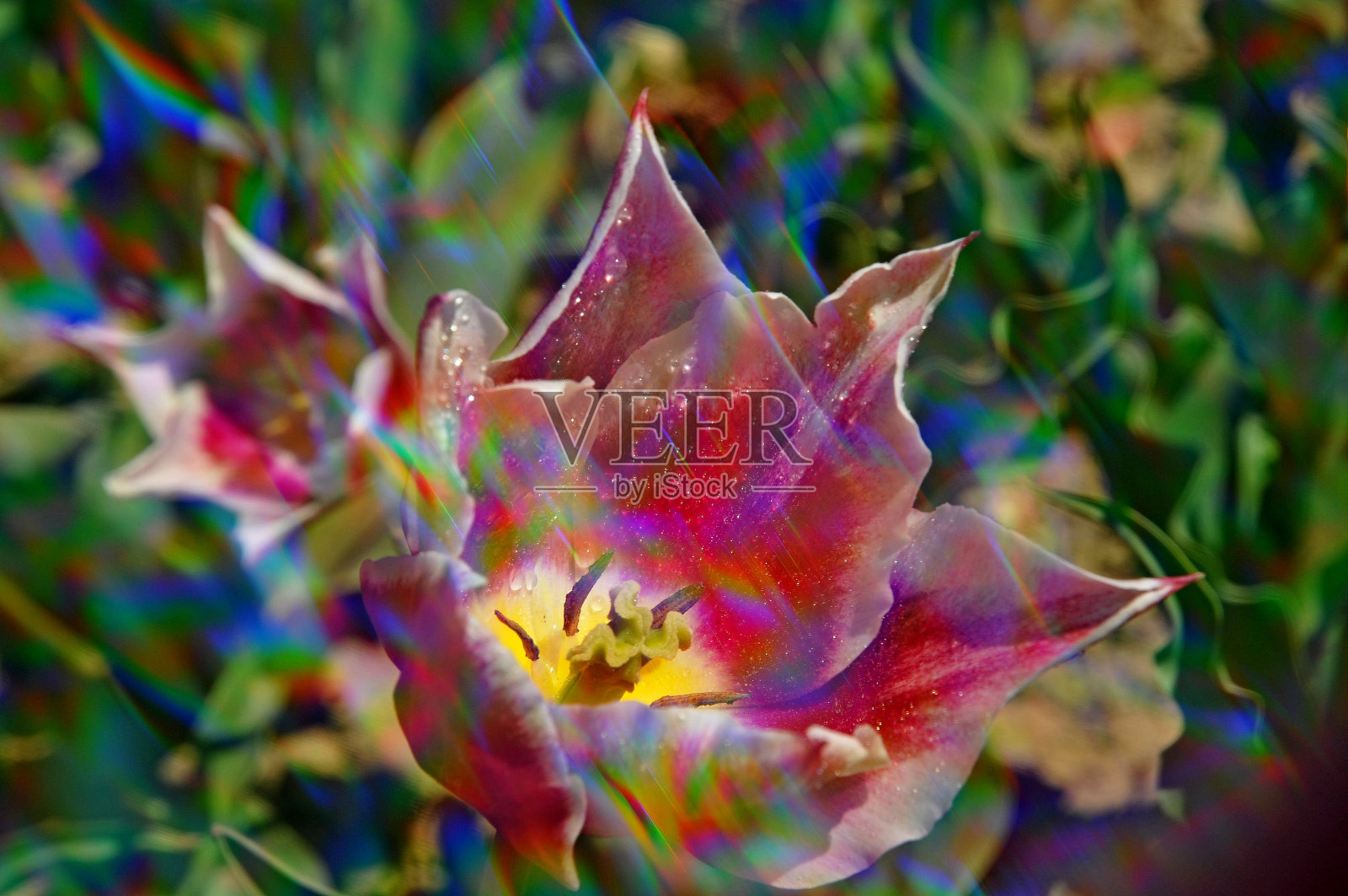 万花筒般的花朵照片摄影图片