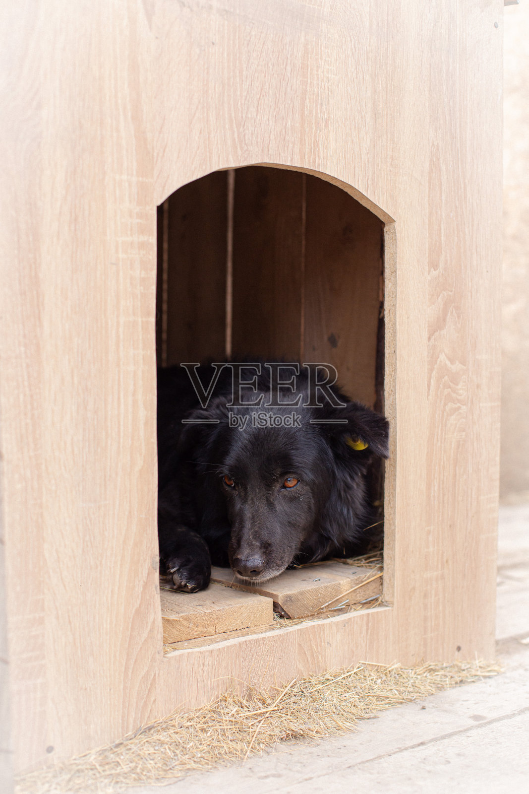 狗狗收容所照片摄影图片