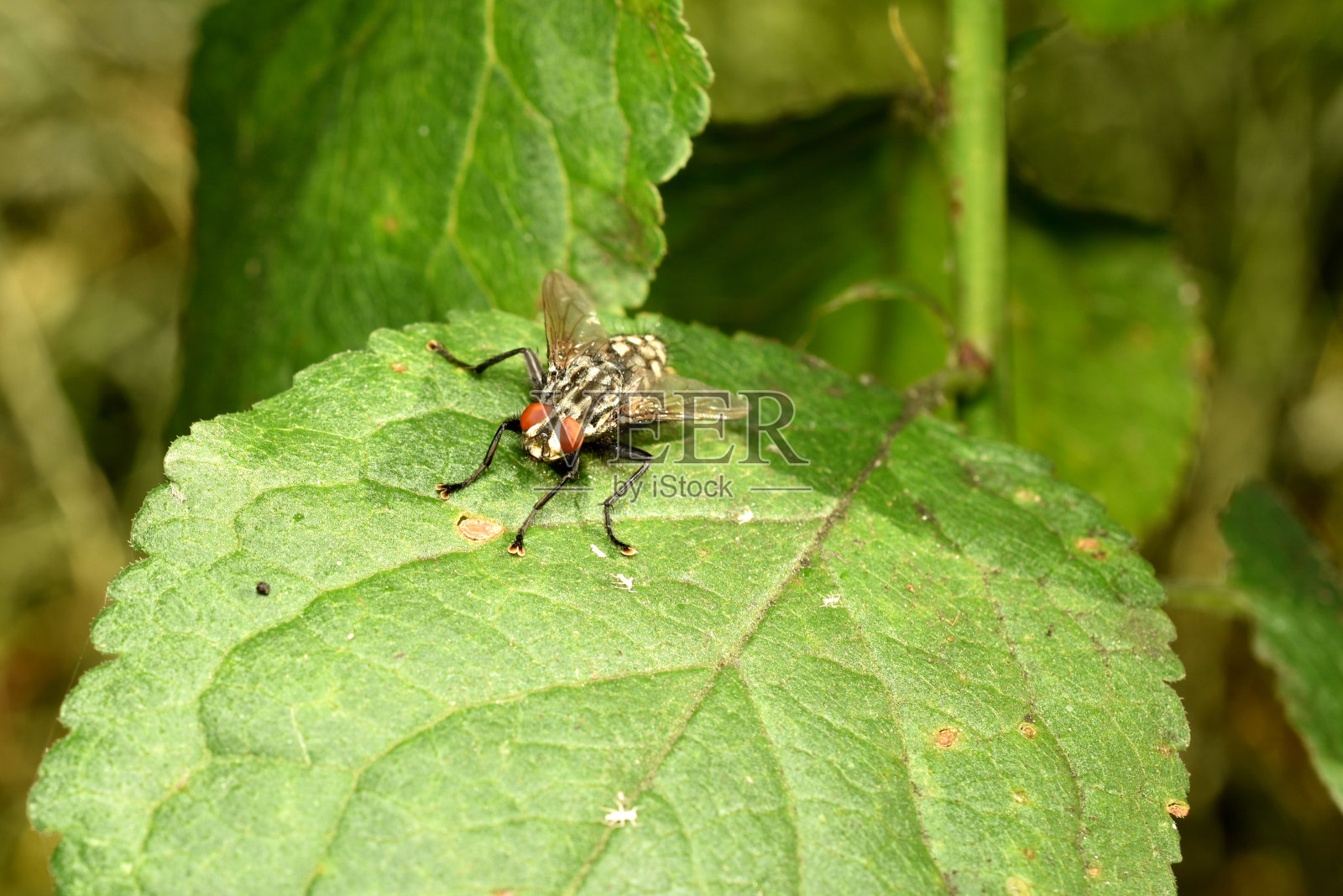 石棺属或肉蝇，栖息在草地上照片摄影图片