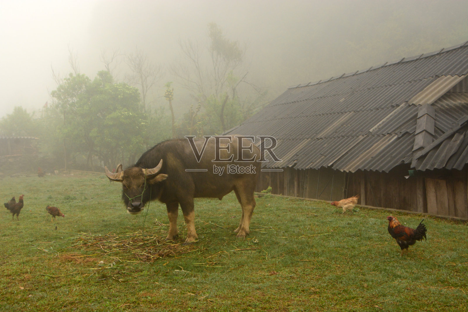 水牛。照片摄影图片