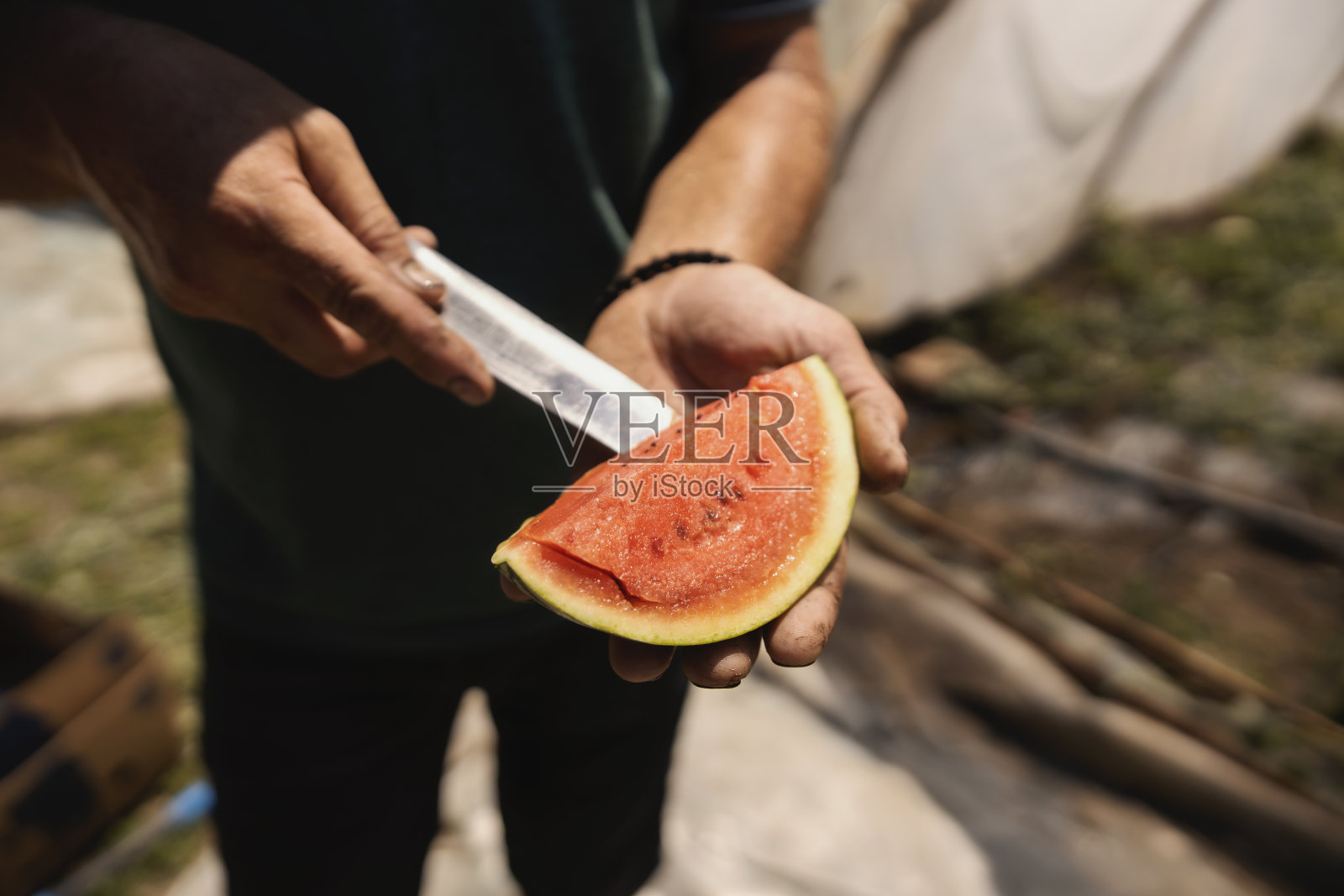 农民的手在温室里用刀切多汁的新鲜西瓜。照片摄影图片