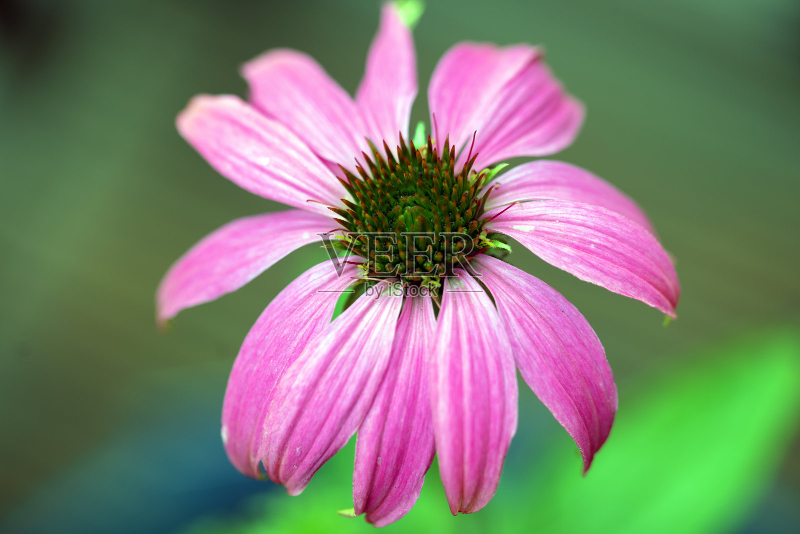 Pow 'Wild Berry'紫锥菊花。照片摄影图片