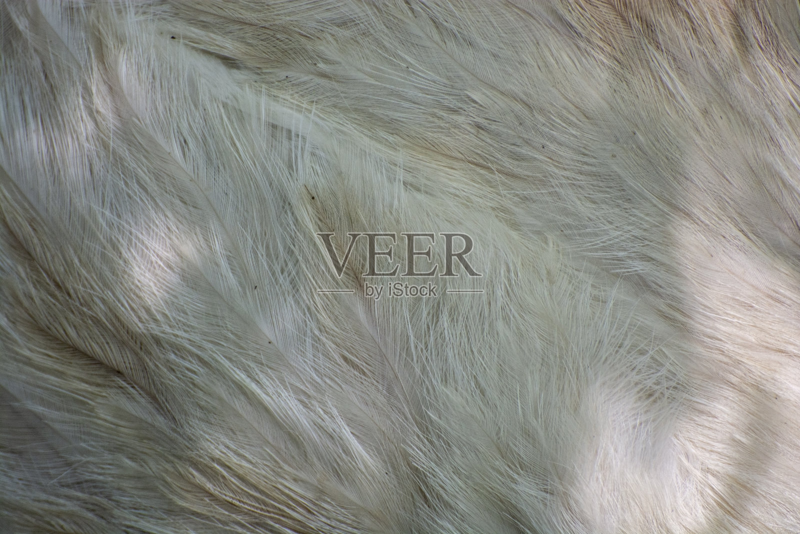 大鸟羽毛的背景照片摄影图片