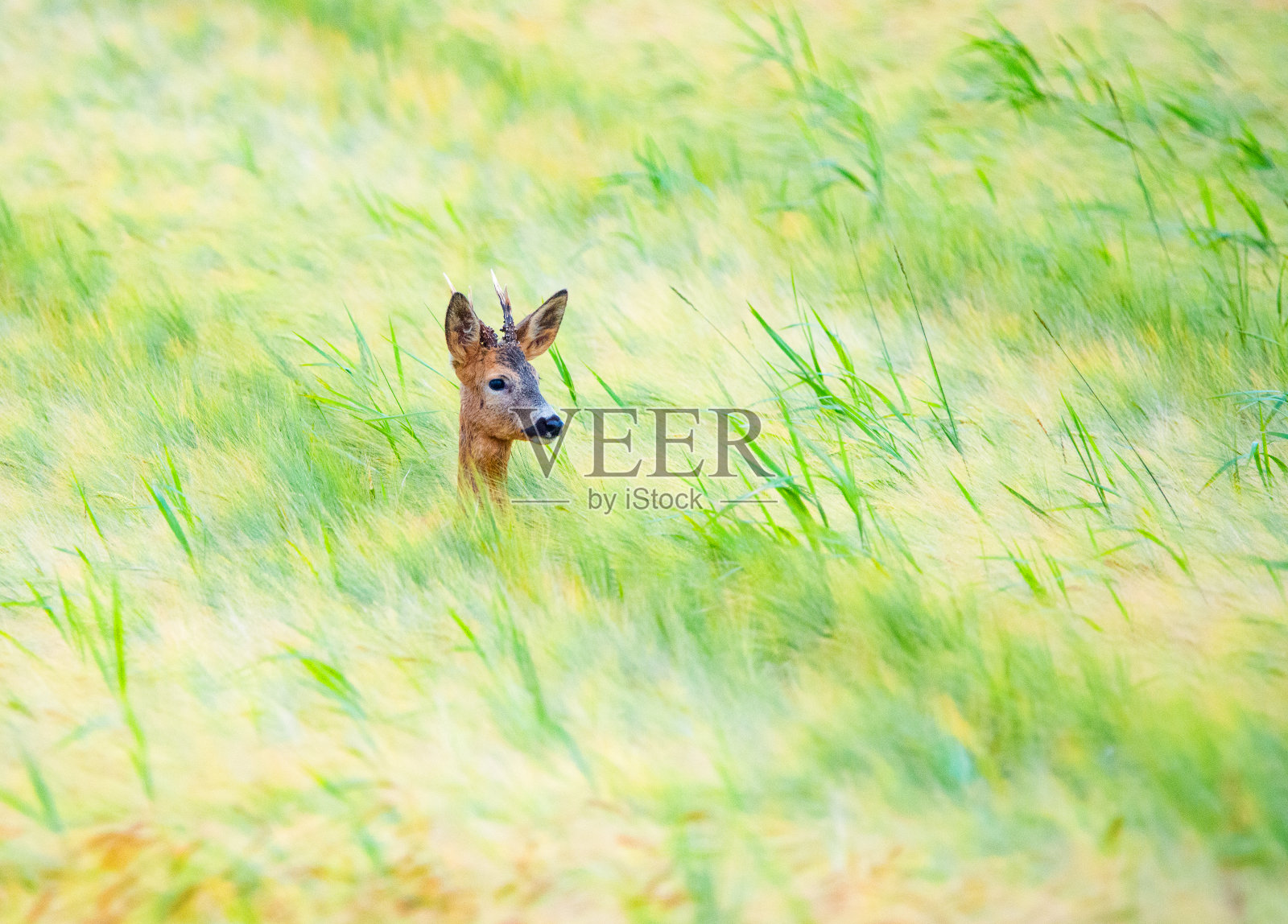 2024年6月，自然-瑞典南部照片摄影图片