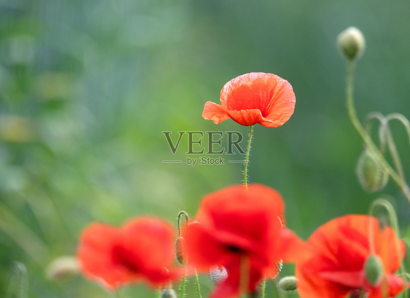 2024年6月，自然-瑞典南部照片摄影图片