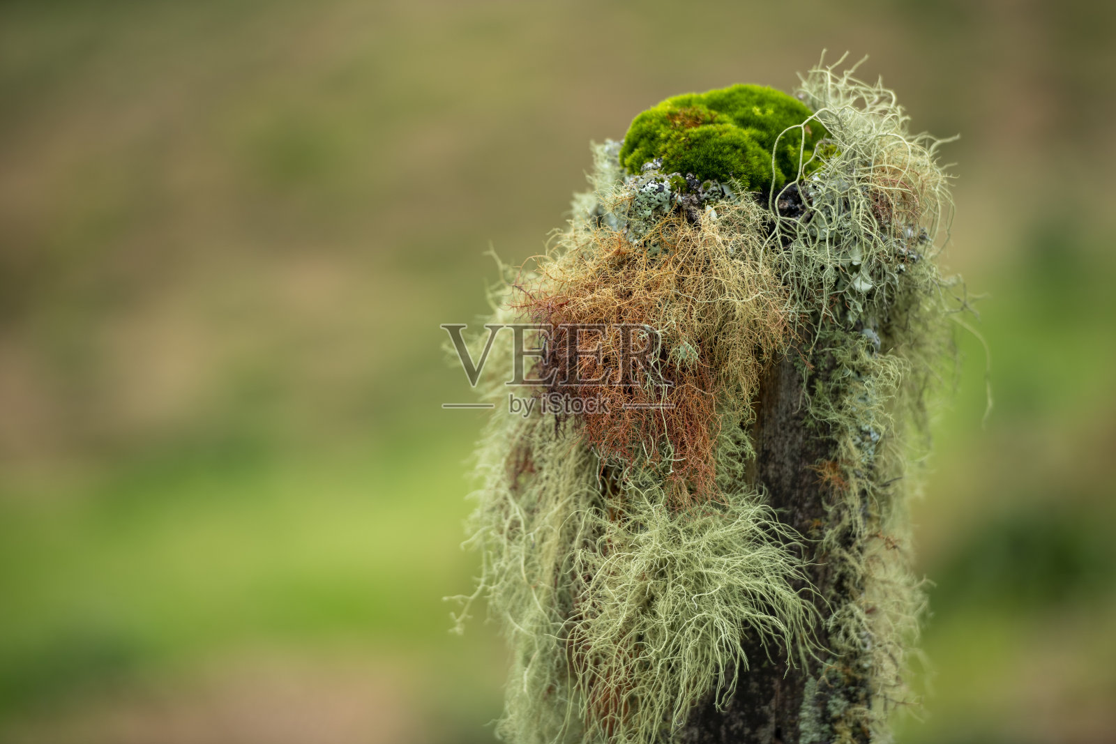 蕨类和苔藓的特写照片照片摄影图片