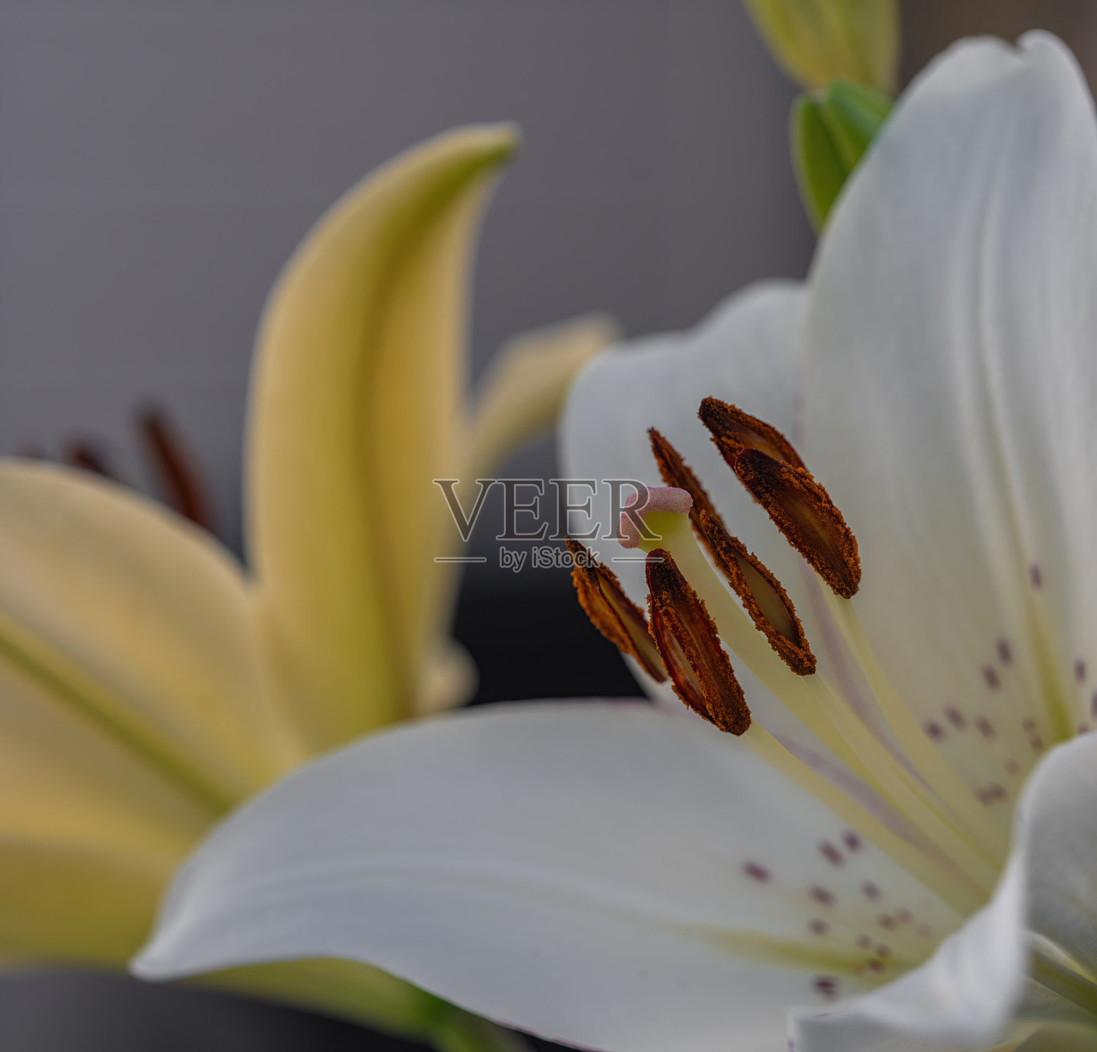 白色百合花与棕色雄蕊的特写照片摄影图片