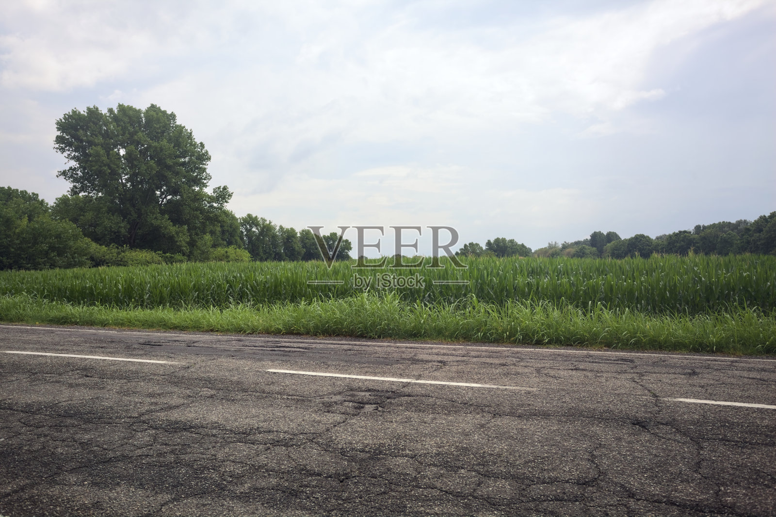 路边的玉米田照片摄影图片